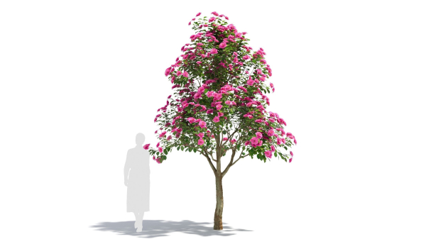 Camellias