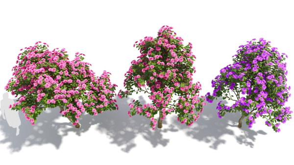 Camellias