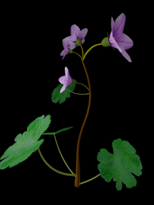 campanula-ekimiana-3d-model-animated-rigged-max