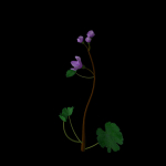 Campanula Ekimiana
