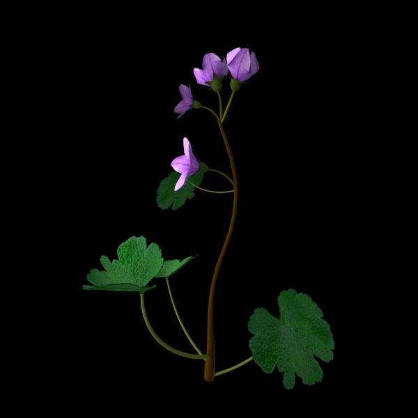 Campanula Ekimiana