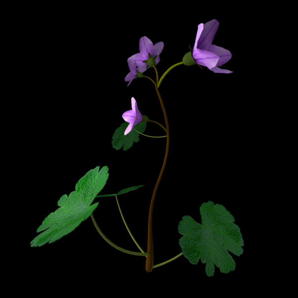 Campanula Ekimiana