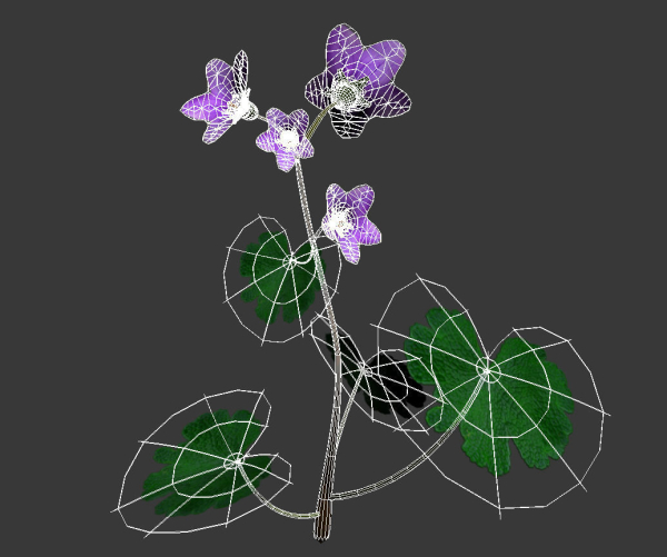 Campanula Ekimiana