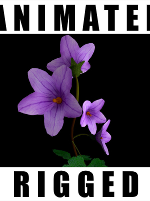 Campanula Ekimiana