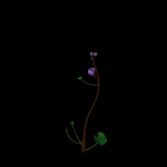 Campanula Ekimiana