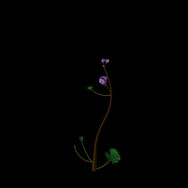 Campanula Ekimiana