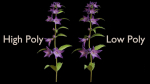Campanula Perennial bell flower