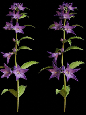 campanula-perennial-bell-flower-3d-model-obj-fbx-blend-dae