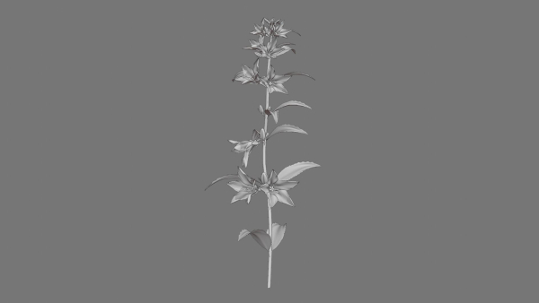 Campanula Perennial bell flower