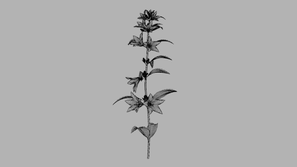 Campanula Perennial bell flower