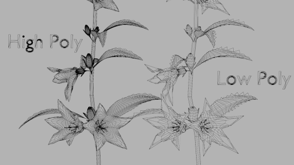 Campanula Perennial bell flower