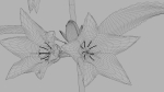 Campanula Perennial bell flower