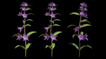 Campanula Perennial bell flower