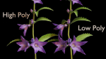 Campanula Perennial bell flower