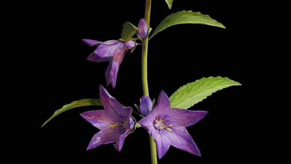 Campanula Perennial bell flower