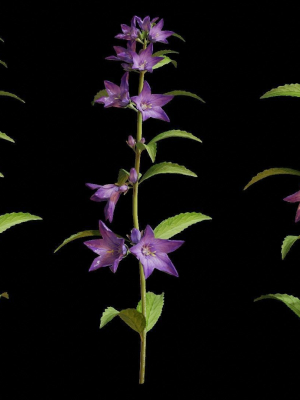 Campanula Perennial bell flower