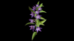 Campanula Perennial bell flower