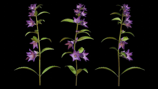 Campanula Perennial bell flower
