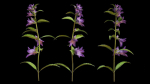 Campanula Perennial bell flower