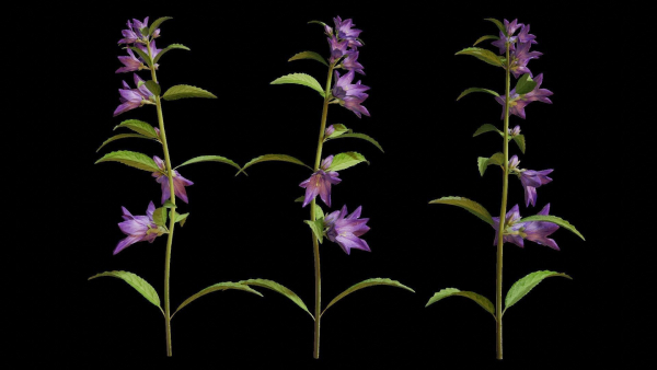 Campanula Perennial bell flower