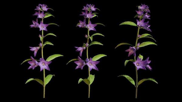 Campanula Perennial bell flower