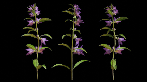 Campanula Perennial bell flower