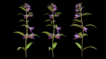 Campanula Perennial bell flower