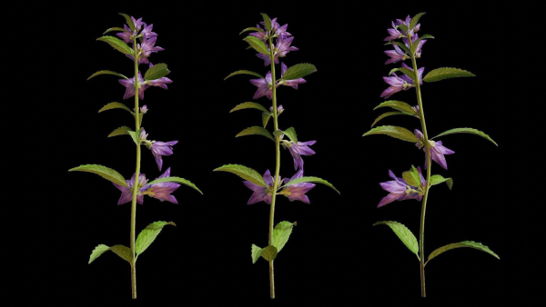 Campanula Perennial bell flower