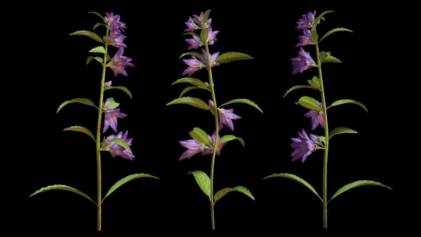 Campanula Perennial bell flower