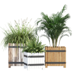 Campion three plants in wooden boxes