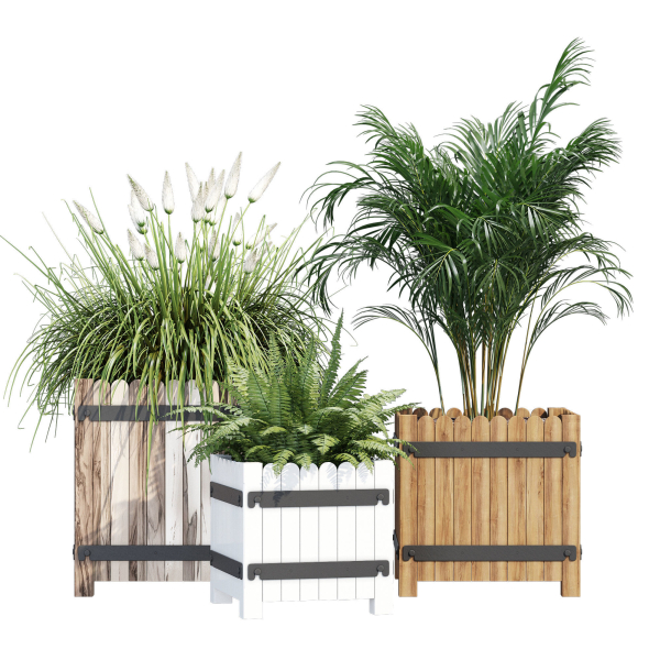 Campion three plants in wooden boxes