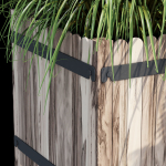 Campion three plants in wooden boxes