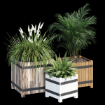 Campion three plants in wooden boxes