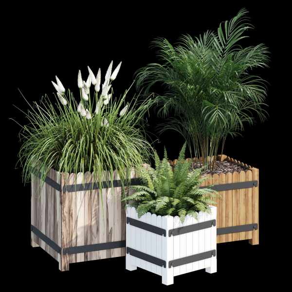 Campion three plants in wooden boxes