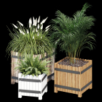 Campion three plants in wooden boxes