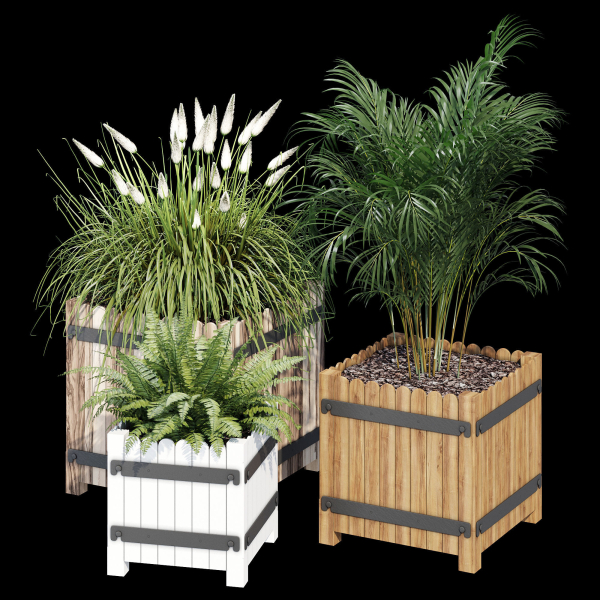 Campion three plants in wooden boxes
