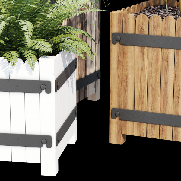 Campion three plants in wooden boxes