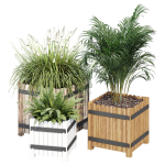 Campion three plants in wooden boxes