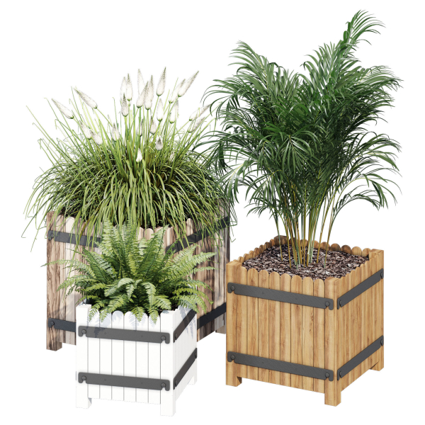 Campion three plants in wooden boxes
