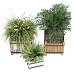 Campion three plants in wooden boxes