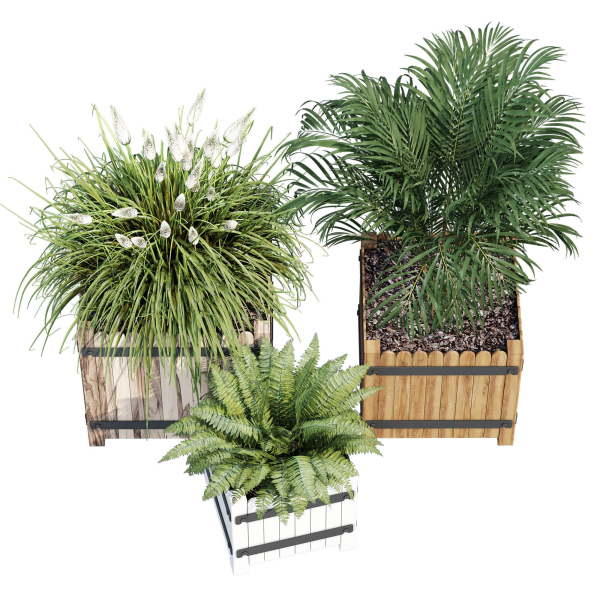 Campion three plants in wooden boxes