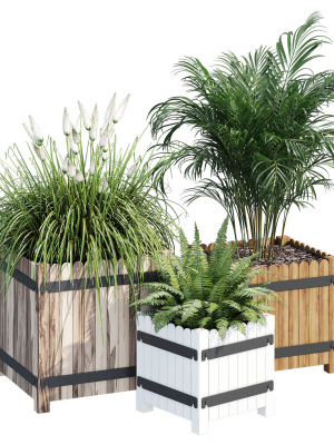 Campion three plants in wooden boxes
