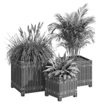 Campion three plants in wooden boxes