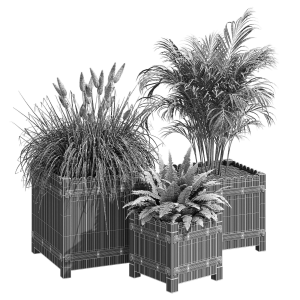 Campion three plants in wooden boxes