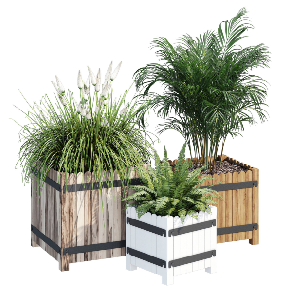 Campion three plants in wooden boxes