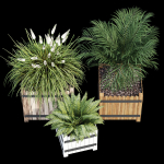 Campion three plants in wooden boxes