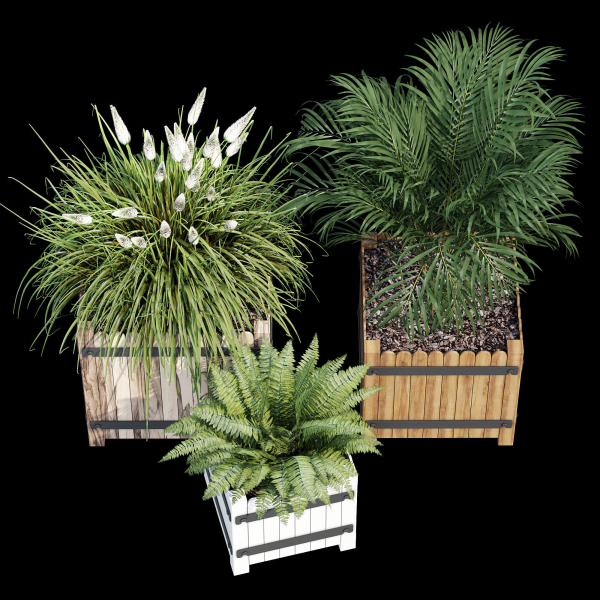 Campion three plants in wooden boxes