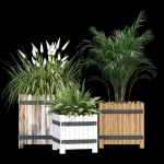 Campion three plants in wooden boxes