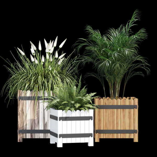 Campion three plants in wooden boxes