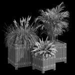 Campion three plants in wooden boxes